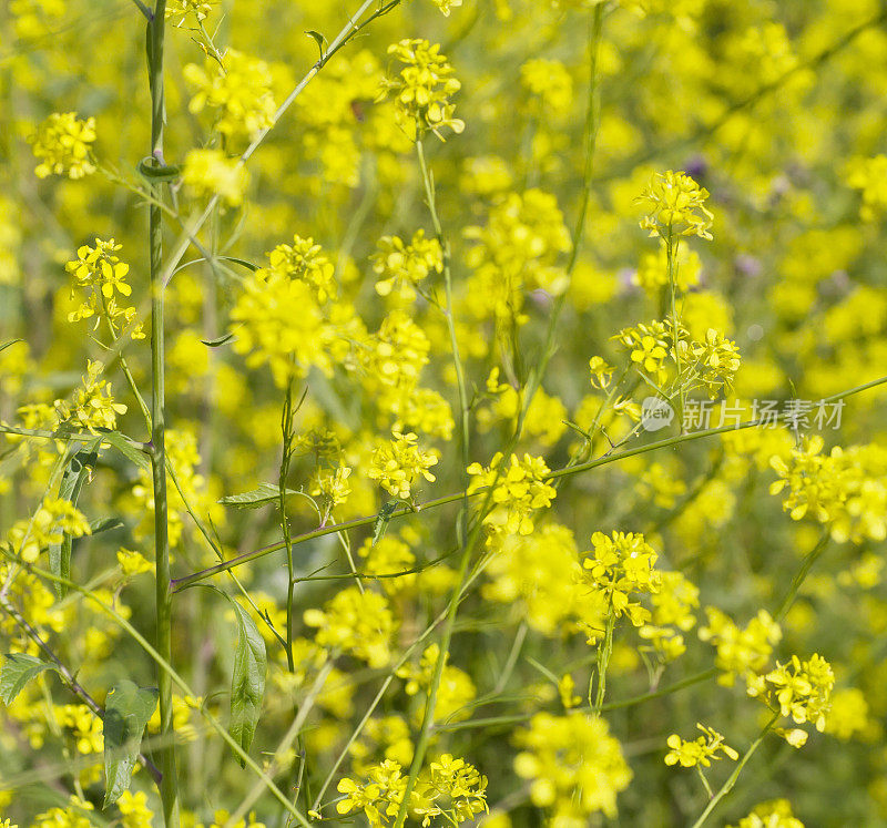 黑芥末(黑芸苔)