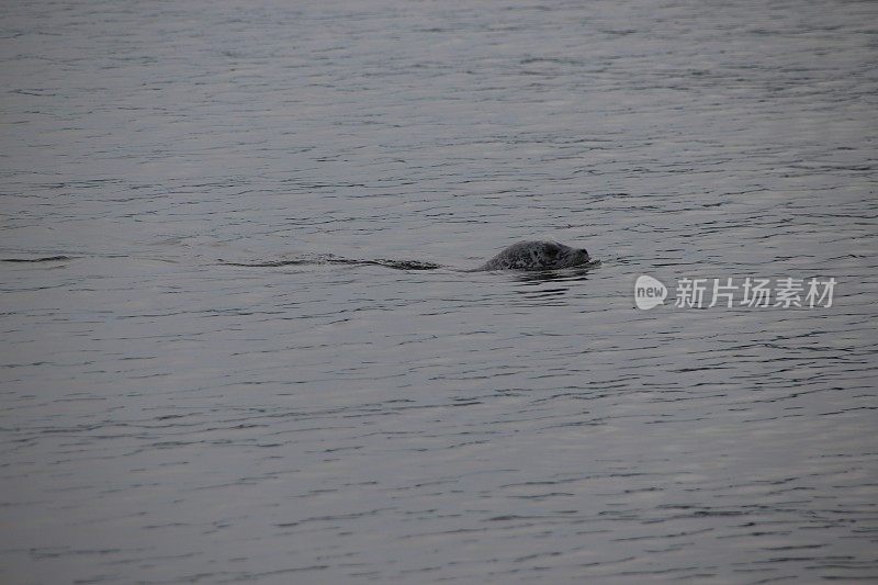 海豹在水面上游泳