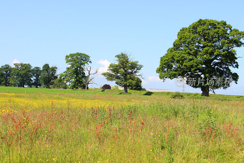 长满黄色山楂花的野花草地(Hieracium)