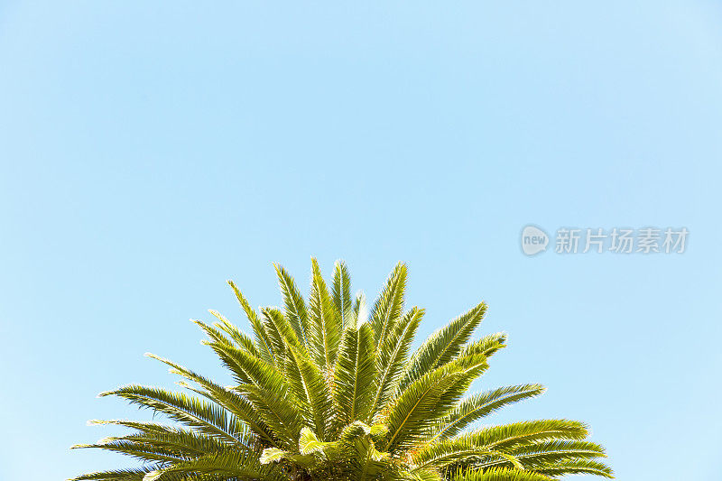 棕榈树的叶子映衬着蓝天，背景，复制空间