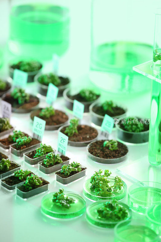 基因研究:转基因生物、植物和种子的生物技术实验