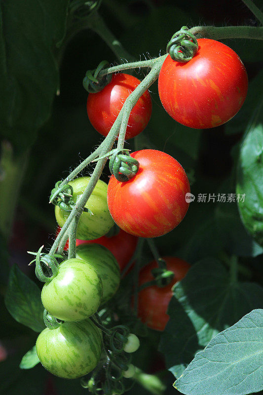 番茄植株(红虎‘Tigerella’)上成熟的藤番茄图像