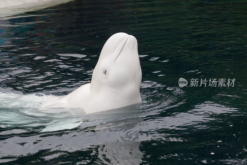 微笑的白鲸