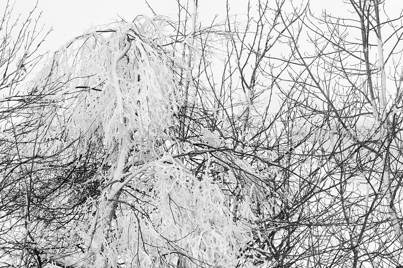 光秃秃缠结的树枝被白雪覆盖