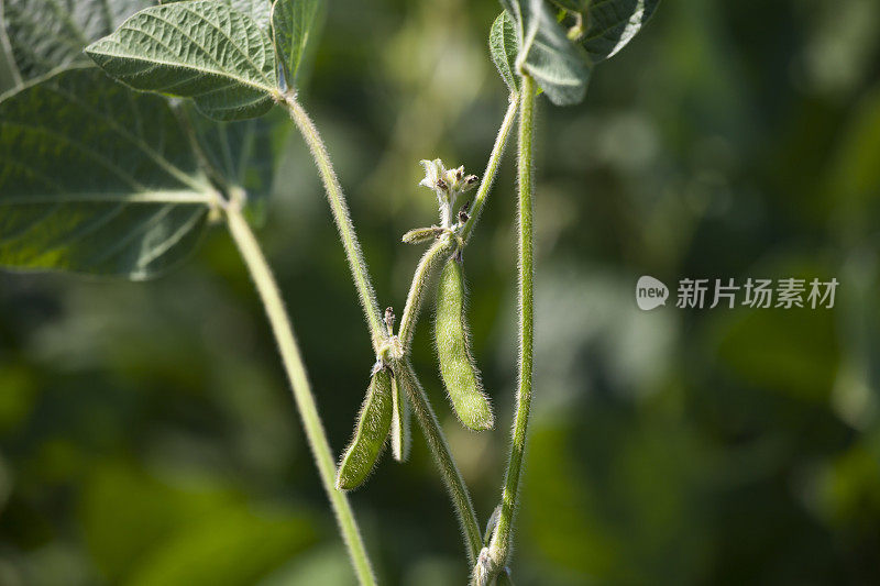 种植上分离的大豆荚果