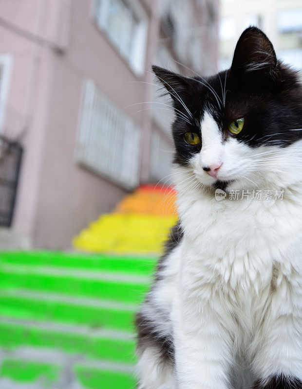 猫和著名的彩色楼梯在Instanbul