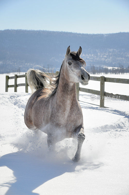 沿着篱笆线，马在厚厚的粉雪中奔跑