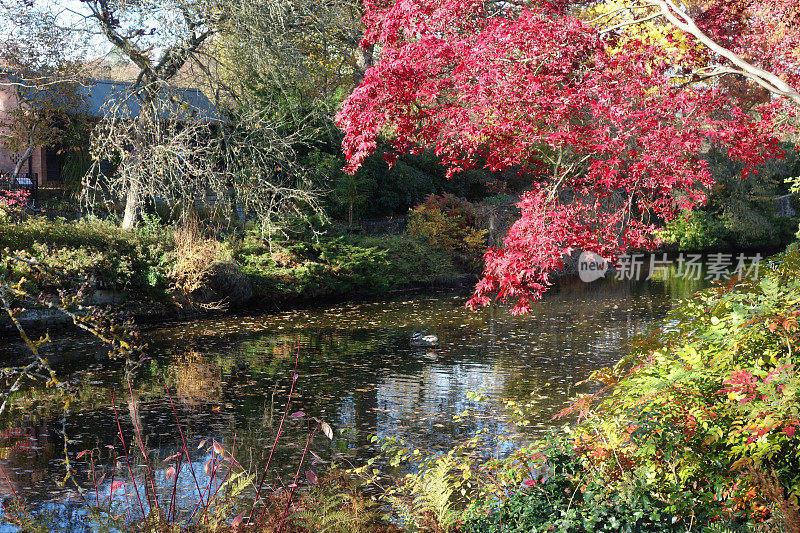 池塘在秋天