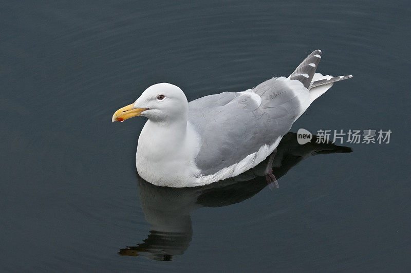 水里的西部海鸥