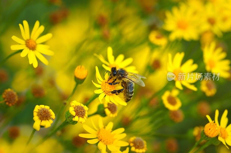 以黄色花朵为背景的蜜蜂(Apis)