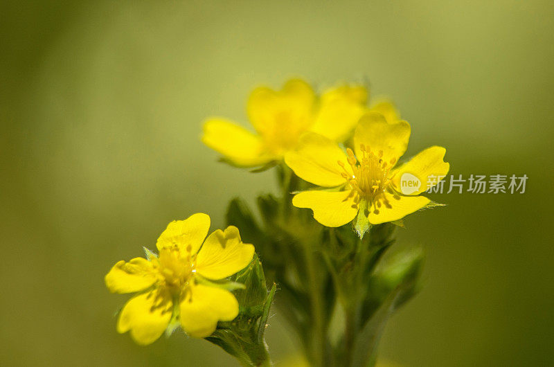 蕨麻野花