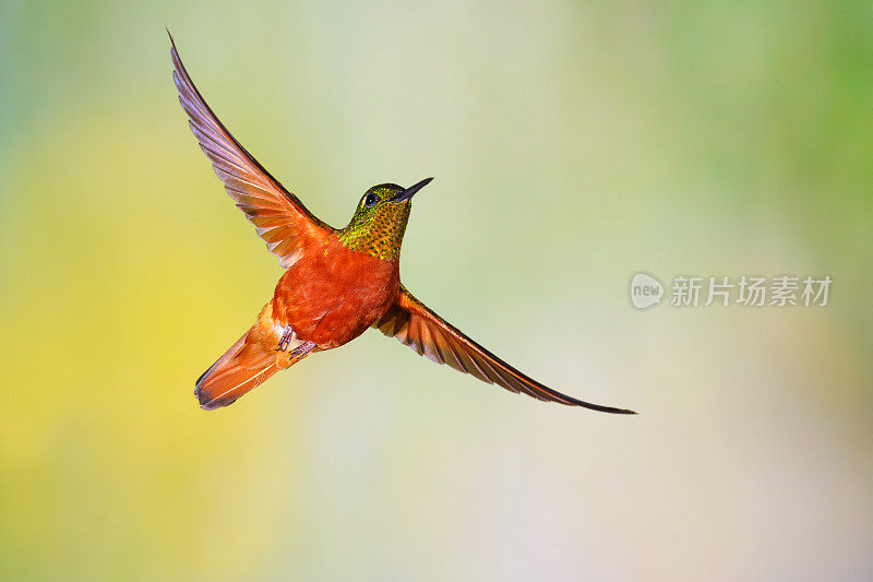 蜂鸟，栗色胸冠