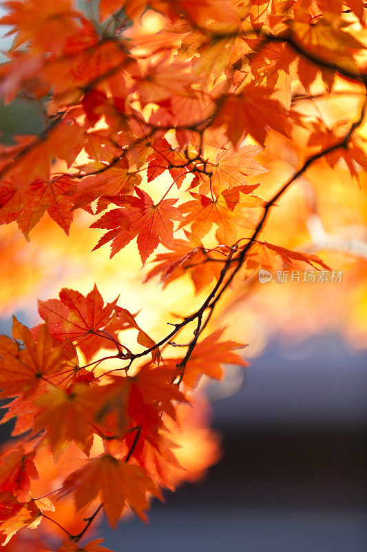 充满活力的秋天的颜色