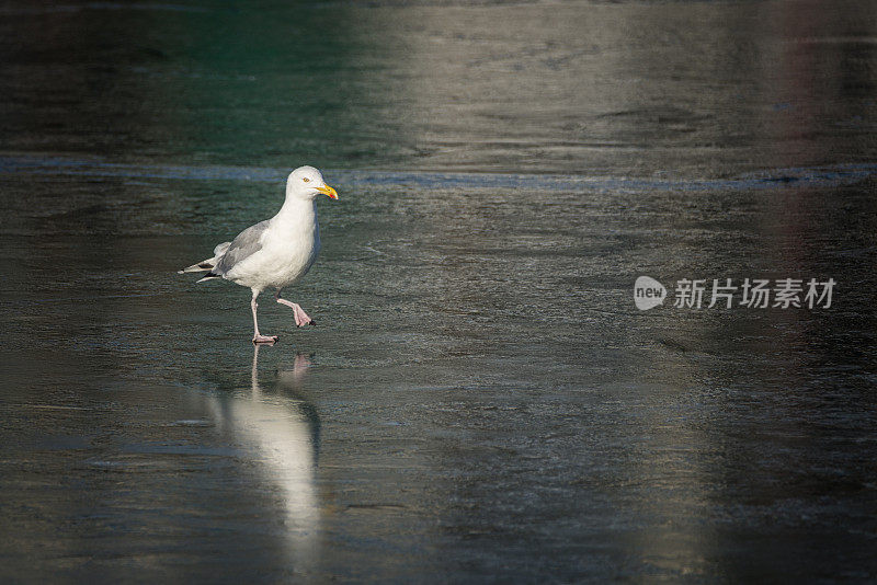 海鸥在薄冰上行走