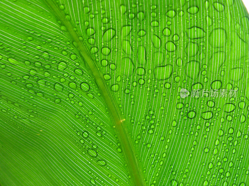 香蕉叶上的雨滴04