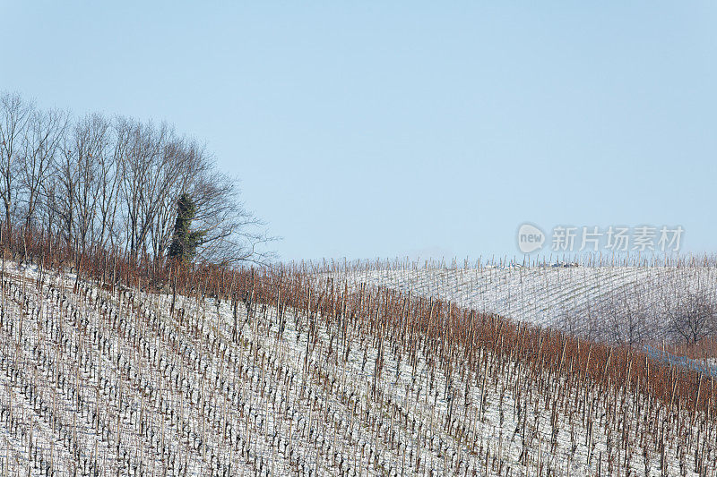 冬季葡萄园景观
