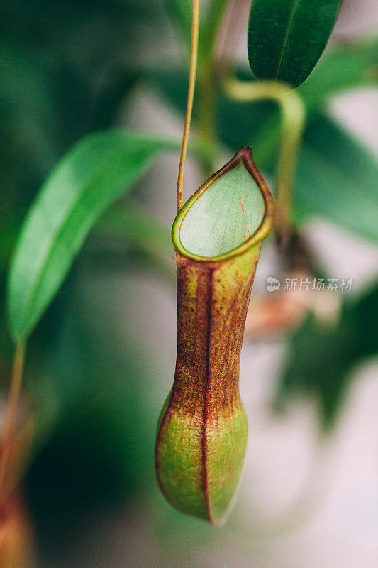 食虫植物