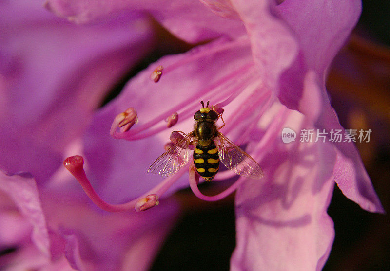 飘飞在杜鹃花上