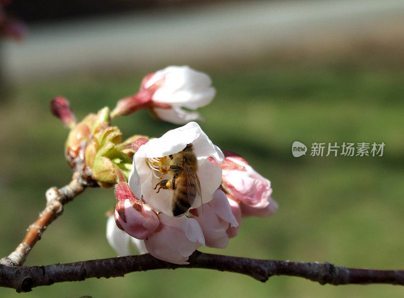 蜜蜂授粉