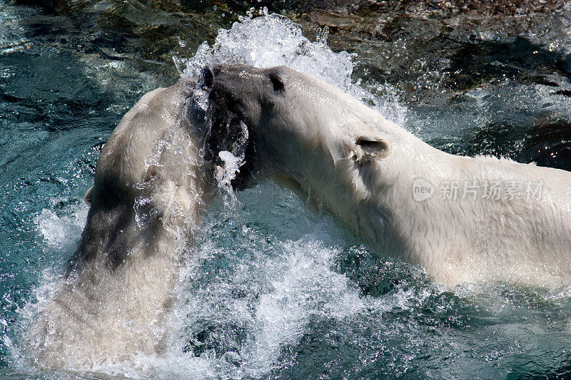 北极熊打架