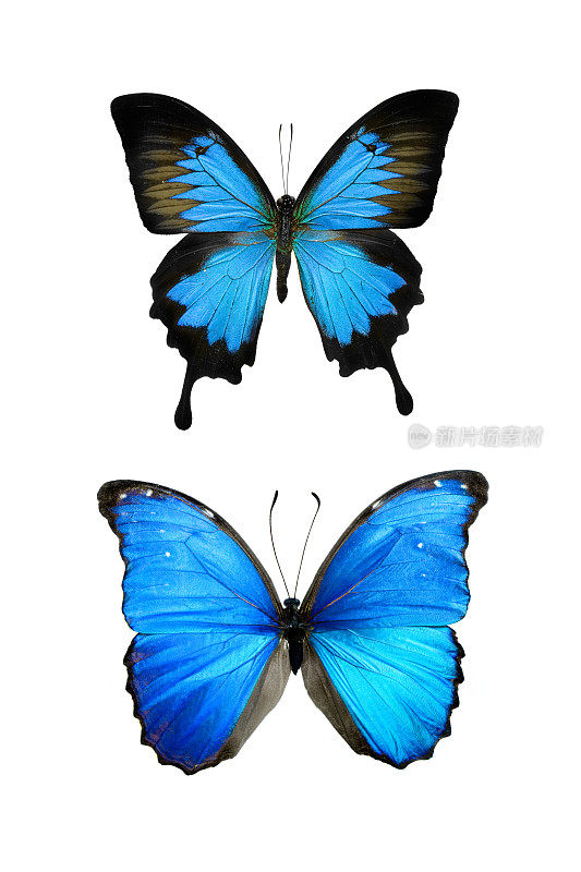 XXL蓝色蝴蝶