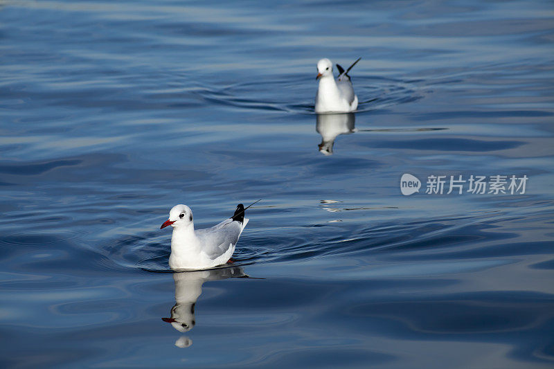 海鸥游泳