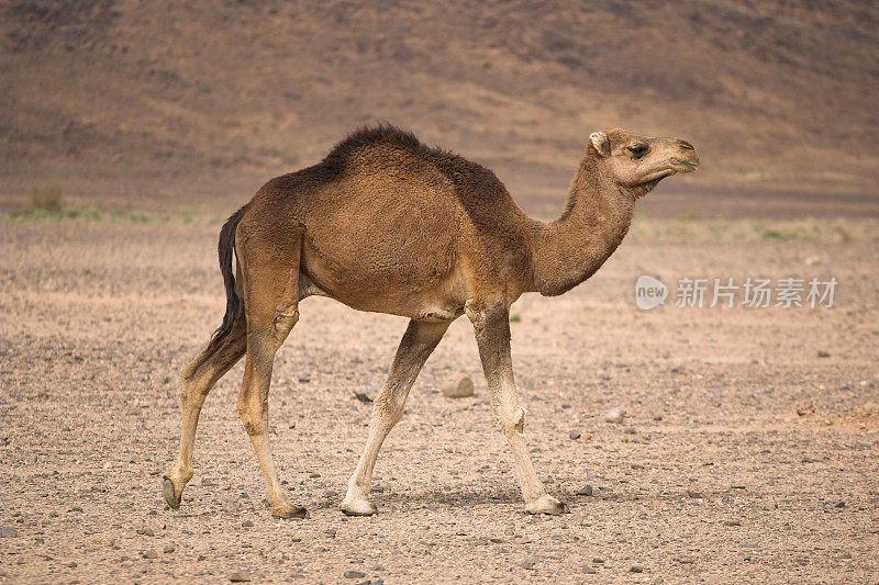 撒哈拉沙漠的骆驼
