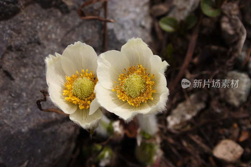 西部银莲花野花盛开。