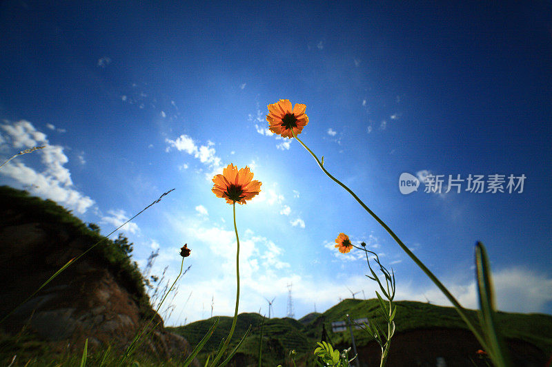 夏天的野花