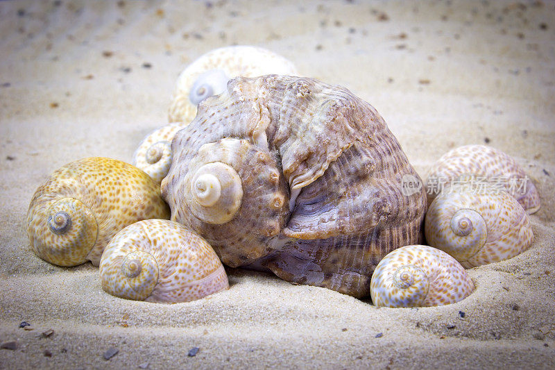 沙子里的不同贝壳