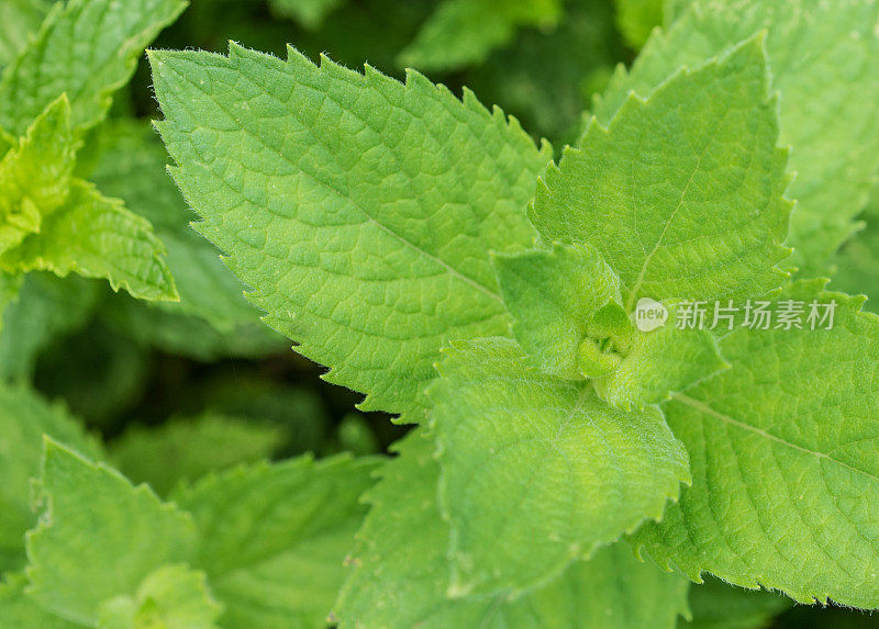 治疗药草――薄荷果巧克力