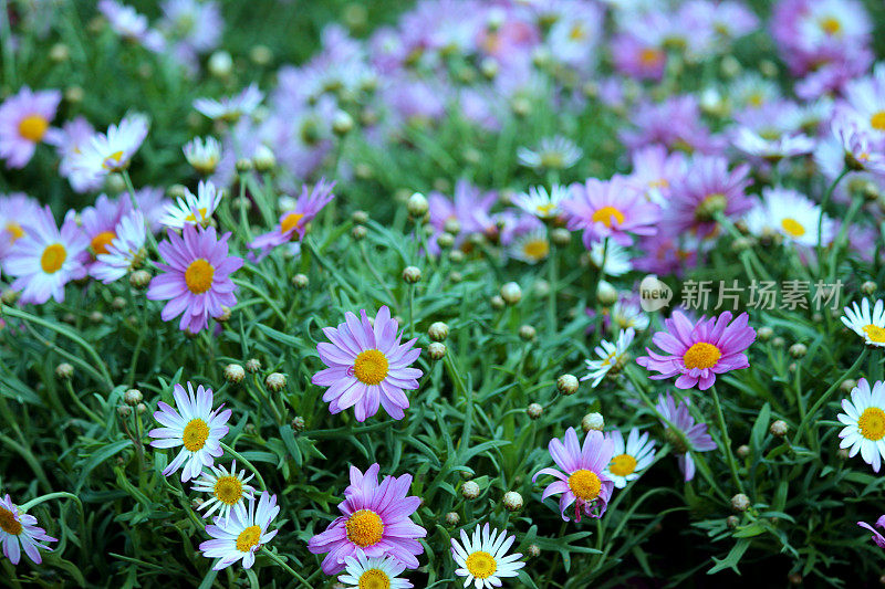 近景盆栽菊花在一个花园中心