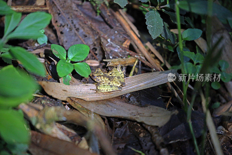 马达加斯加:马斯卡林草蛙