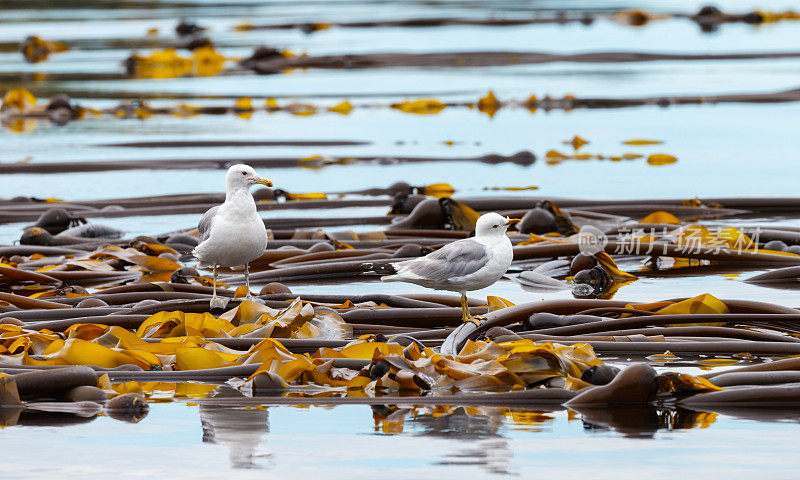 加拿大不列颠哥伦比亚省海带上的海鸥