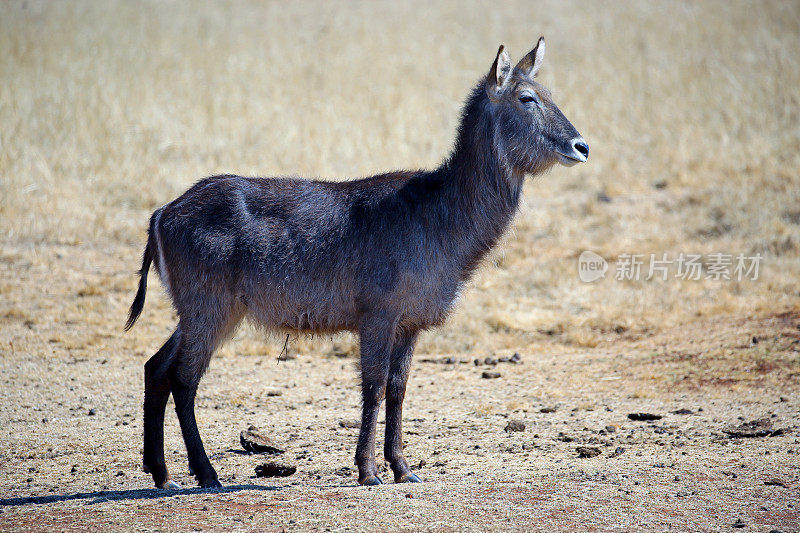 南非:Krugersdorp附近的Waterbuck