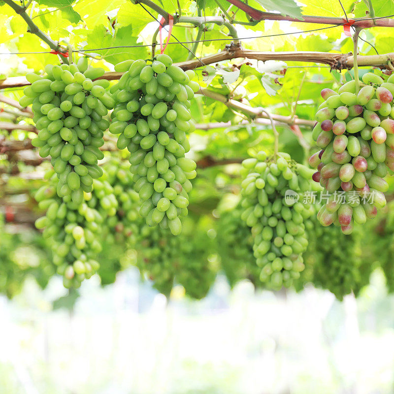 成熟的葡萄挂在藤上，新鲜的果实