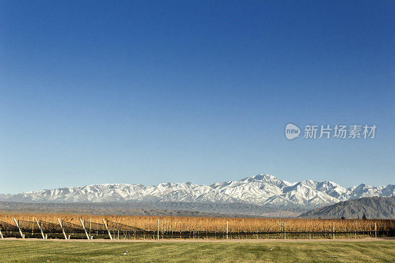 葡萄园和山地