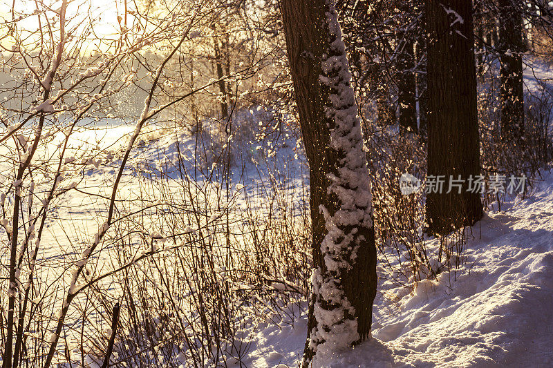 风景与雪和背光树在冬天日落。