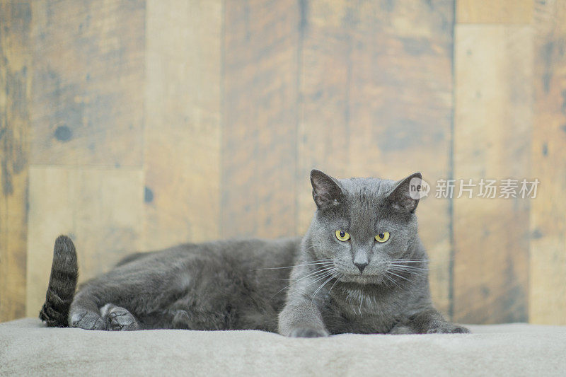 美丽的灰猫