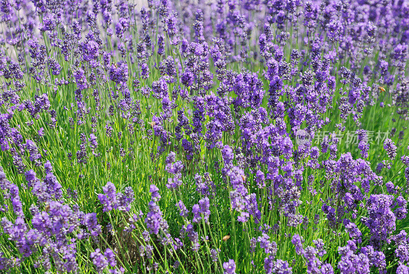 郁郁葱葱的紫色薰衣草