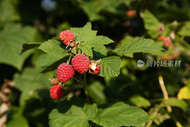 覆盆子植物