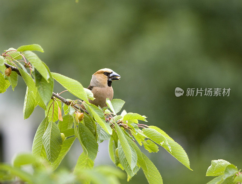 蜡嘴雀