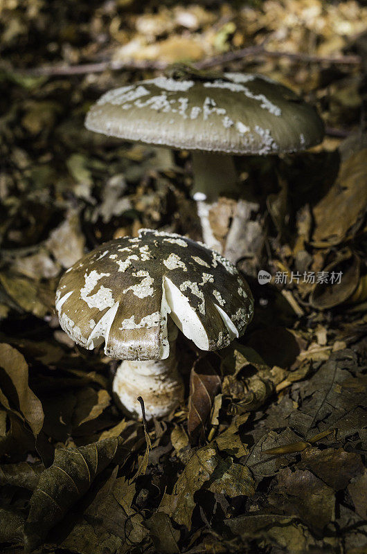 生长在林地中落叶层中的蘑菇