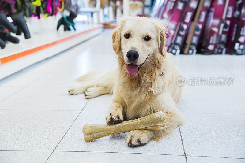 可爱的金毛猎犬和大狗骨头在宠物店