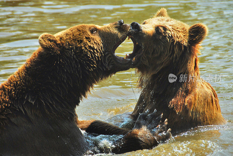 张开嘴战斗的欧亚棕熊。