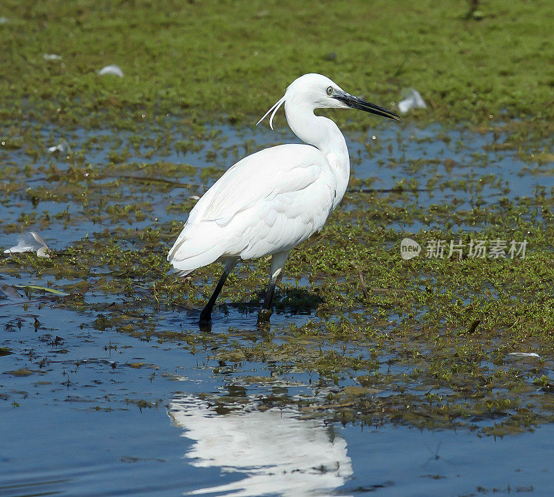 小白鹭