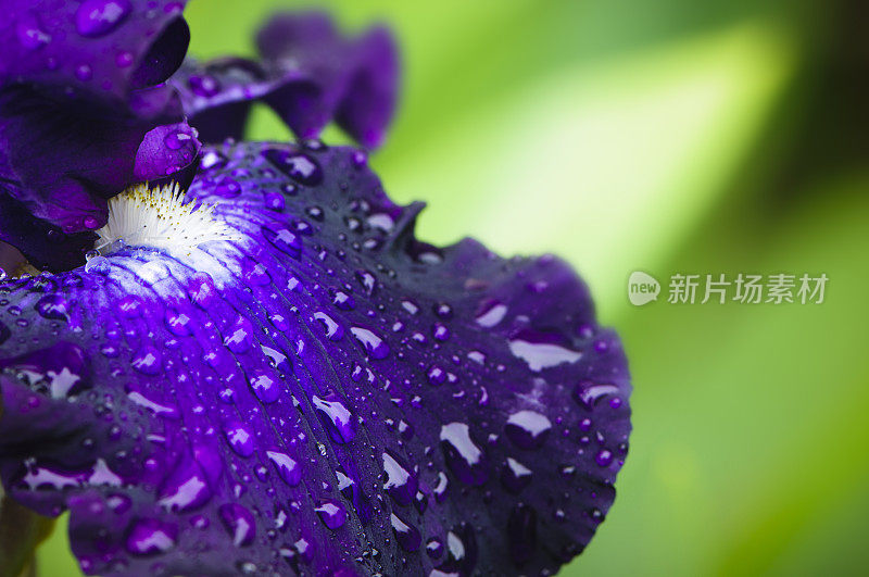 紫虹膜与雨滴