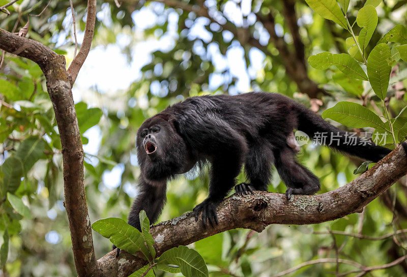 咆哮猴站在伯利兹雨林的树枝上