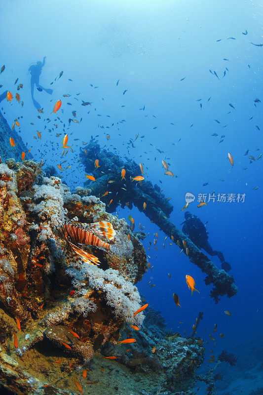 海洋生物珊瑚和狮子鱼鱼沉船潜水SS蓟