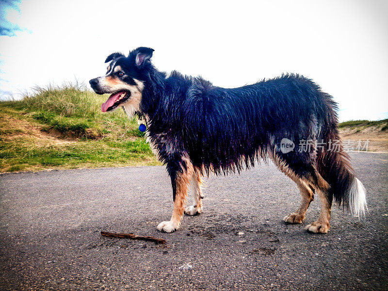 边境牧羊犬在土路上